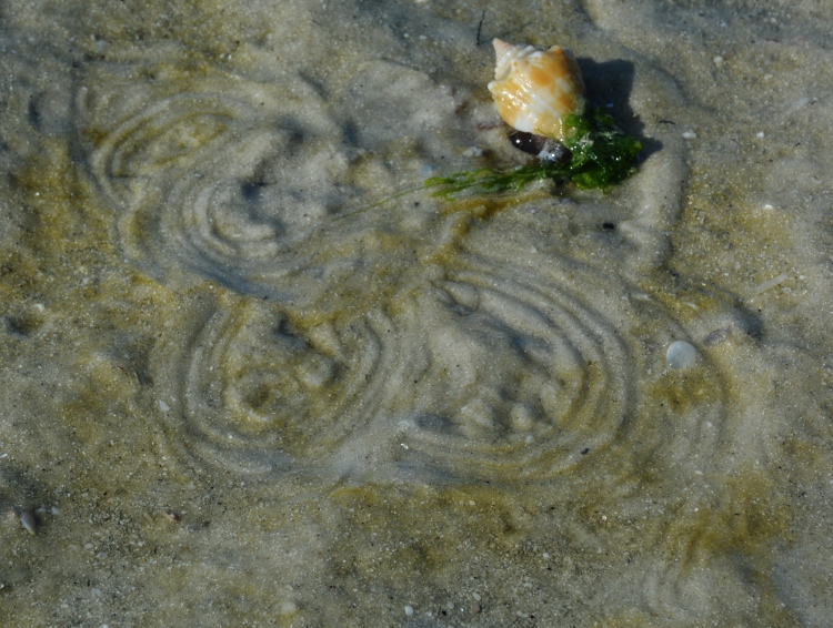 living shells